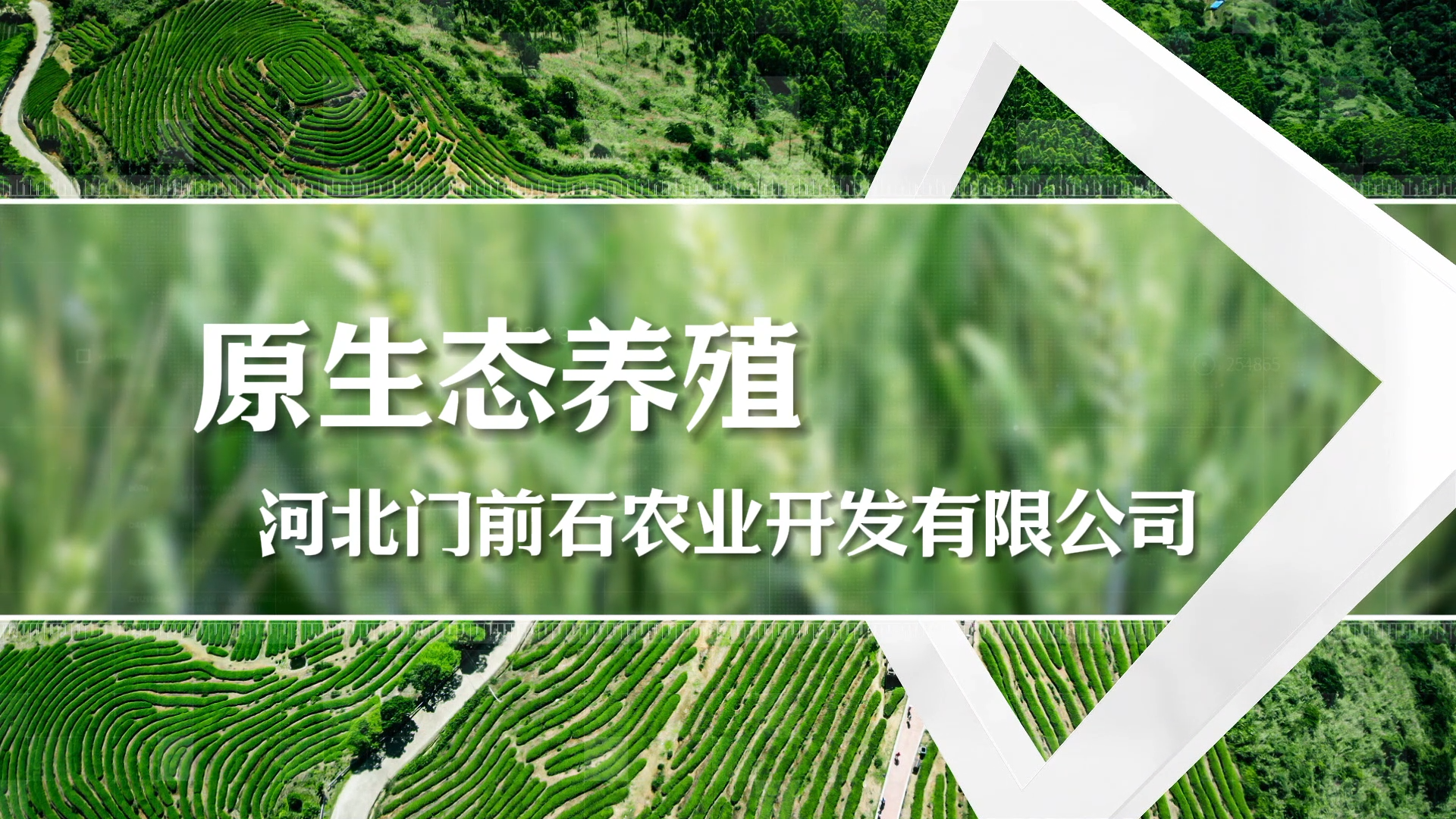柏乡栾城短视频运营机构团队
